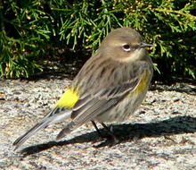 Yellow-rumped Warbler nonbreeding
